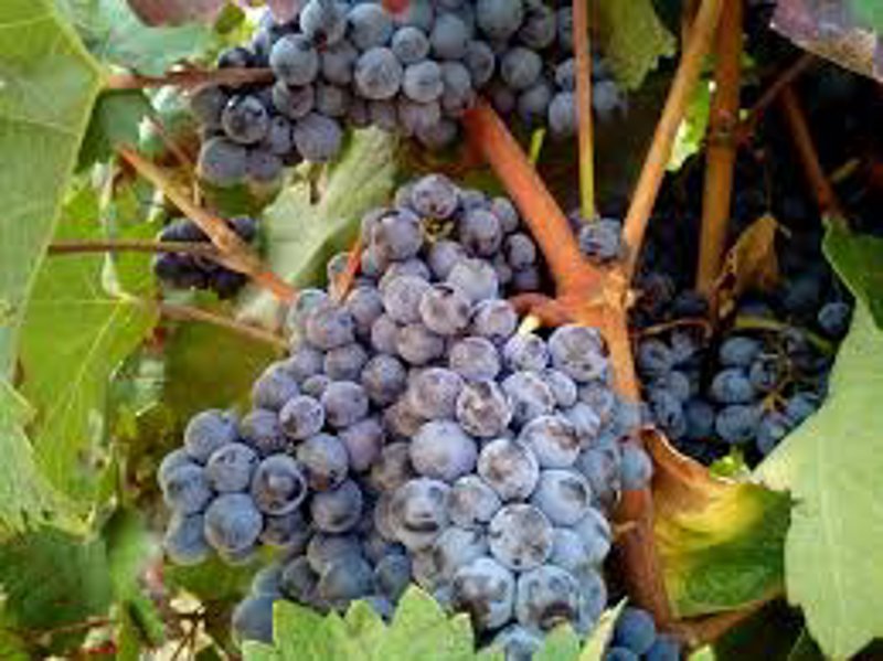 Degustazione di vini in vigna 